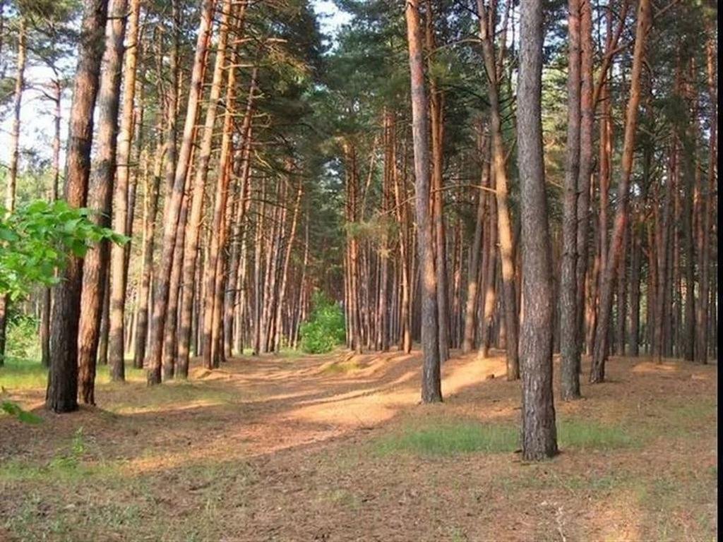 Усманский бор Усманский бор